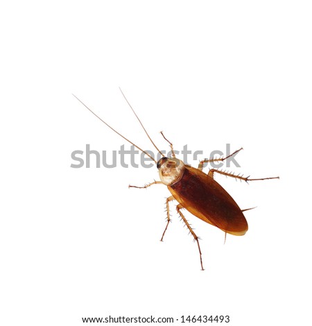 Brown cockroach isolated over white background 