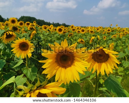 Yellow sunflowers field nature agriculture 