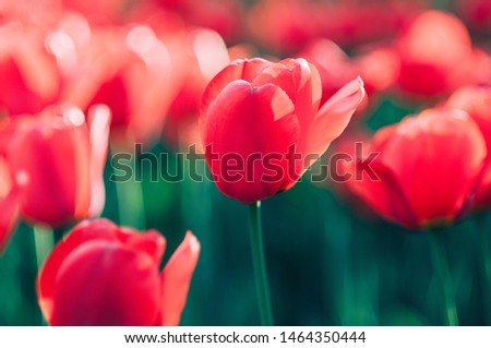 A sunlit red tulip standing out of a soft focused garden of tulips. Spring flowers. Red flowers field. Close up red tulip in the wind, motion blur. Art concept. Image for poster, banner
