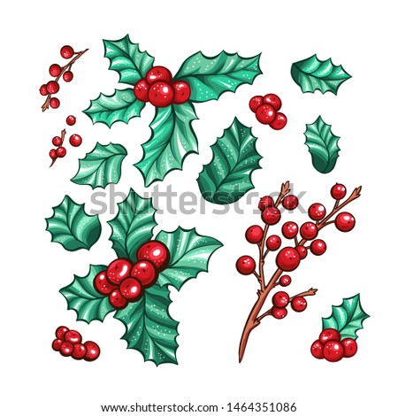 Xmas Red Berries California holly isolated vector plants collection for Christmas Gift Design. Marker Colored Botanical Drawings.