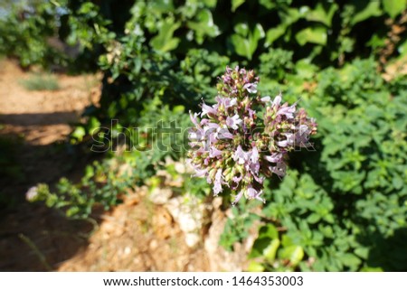 Violet oregano flowers, Cuenca Spain.