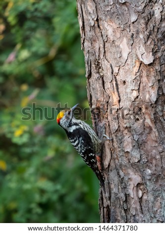 Brown Fronted Woodpecker doing its activity on textured tree on the Green jungle of Sattal, Uttrakhand