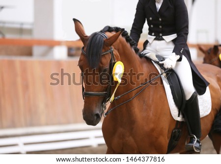 Purebred sport horse wearing winners trophy after competition
