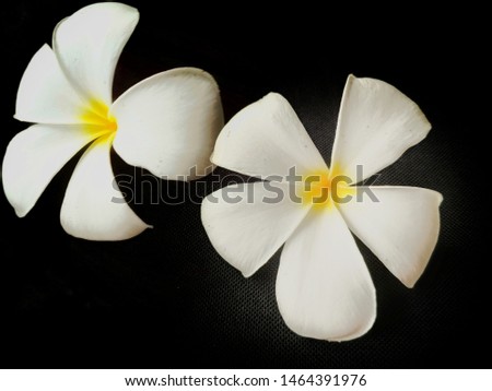 Twins Plumeria flowers isolated black background. Presenting different perspectives of human beings even though they are twins.