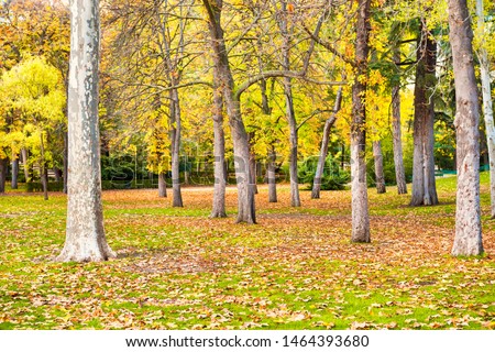 Landscaped autumn park with yellow trees and green lawn covered with fallen leaves