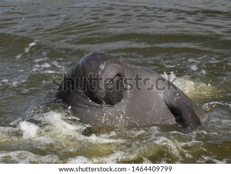 Manatee keeping his head above water