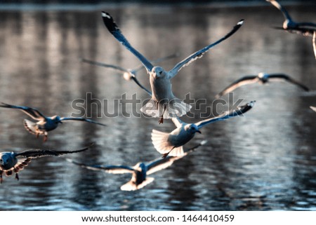 Sea gull morning fly city scape cold air nature winter wild life survive