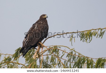 Greater Spotted Eagle sitting on the perch of the tree at Jorbeer Vulture Sanctuary, Bikaner