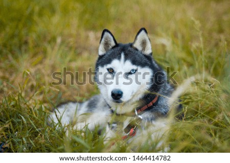 
husky on a beautiful background in nature