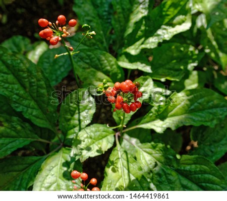 Korean wild root ginseng with berries. A close up of the most famous medicinal plant ginseng (Panax ginseng). Berrys ginseng after the rain.