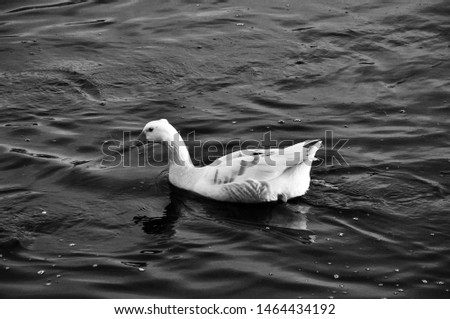 Goose floating on the river. Still water. Bright goose feathers. Detailed colors. Goose in natural life. Contrast photo of natural life. The Red River. Nevsehir, Turkey.