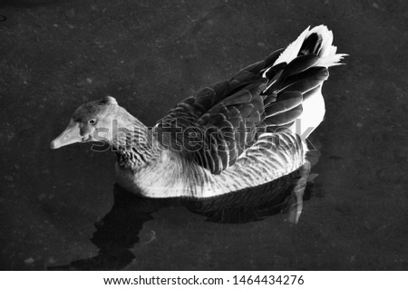 Goose floating on the river. Still water. Bright goose feathers. Detailed colors. Goose in natural life. Contrast photo of natural life. The Red River. Nevsehir, Turkey.