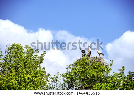 A family of four storks in a nest among trees against a blue sky and white clouds.
