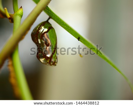Silver chrysalis of a common crow butterfly