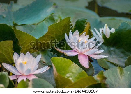 White and pink water lilies in the lake. Journey. Spa Relaxation.