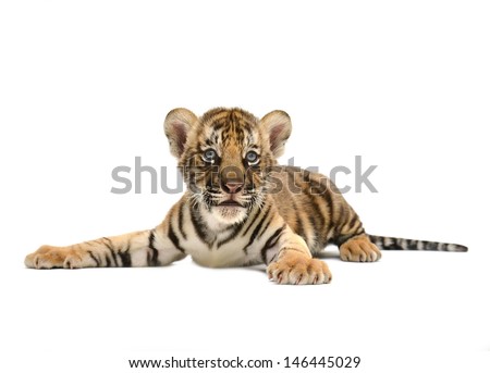 baby bengal tiger isolated on white background