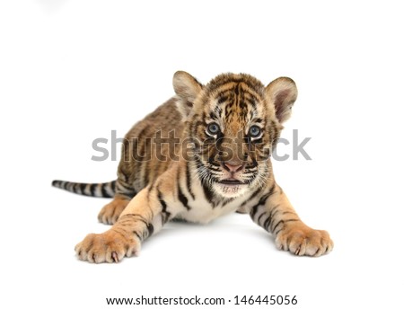baby bengal tiger isolated on white background