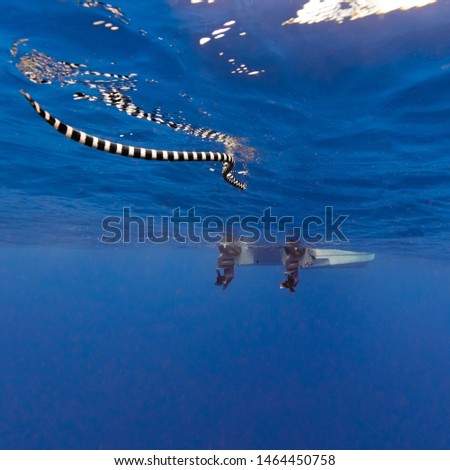 A Black and White Banded Sea Snake Swims Towards A Boat in Blue Water Royalty-Free Stock Photo #1464450758
