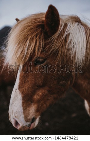 vertical picture of a Icelandic Horse Portrait