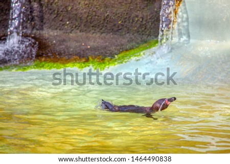 happy penguin swimming in the water