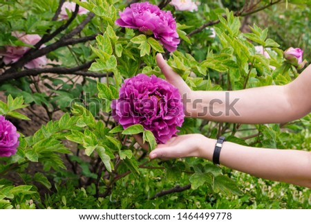 large purple flowers of peons in female hands
