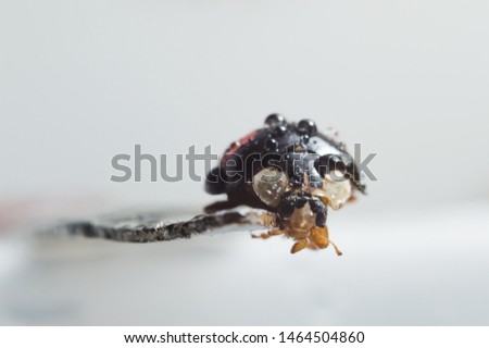 japanese ladybug black and red macro photography close up details isolated on white background no people natural photography wildlife insects beetles animals fresh air outdoors park forest spring
