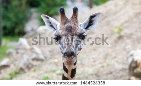 Giraffe profile photo for ID 