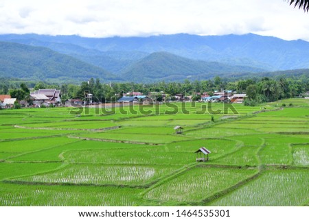Rice green field in the northern of Thailand,Green season in Thailand.