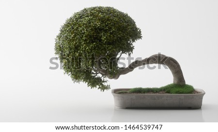 Beautiful bonsai on a white background Royalty-Free Stock Photo #1464539747