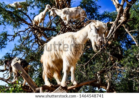 goat on a farm, beautiful photo digital picture