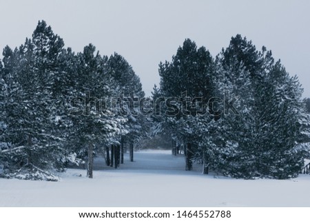 Frozen forest during winter in january