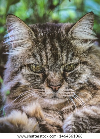 Vertical picture of adorable tabby cat outdoors lying on grass. Cat outside. Close up cat head. Grey cat watching, cats look. Beautiful pets. Persian cats