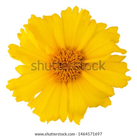 Lovely yellow Daisy (Marguerite) isolated on white background, including clipping path. Germany