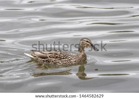 Waterfowl in the pond. Gray duck in natural conditions. Contact Zoo. The subject of the study of ornithology. Flea color plumage. Wild duck swimming on the water. Inhabitants of wildlife.