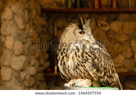 Owls Portrait. the owl is looking with eyes
