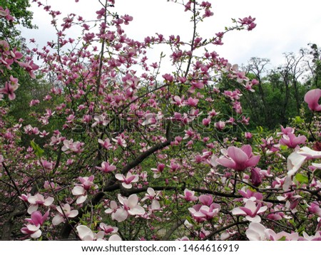 Magnolias in Kiev, blooming Kiev magnolias in bot garden.