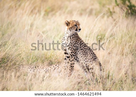 The cheetah sits in the savannah looking for prey