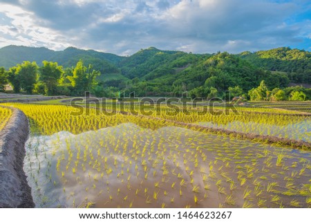 Beautiful Colorful Mountains and Rice Terrace. Landscape Nature Background. Picture for Agriculture Concept.