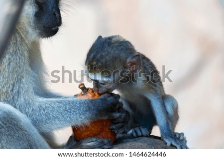 The monkey eats at a fruit found