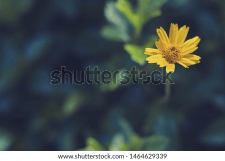 Close up of bright colorful yellow flower with beautiful blurred green garden. Simple and minimal retro style of wallpaper. Copy space for text. Natural peaceful flowers photo concept.