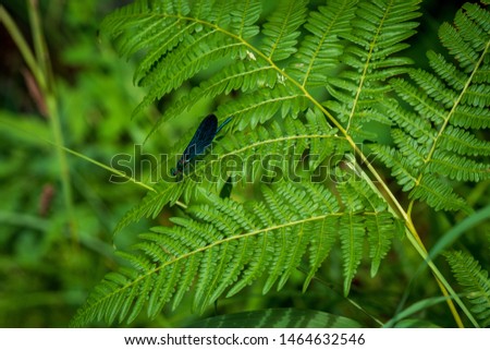 Blueish colored dragonfly sitting on the leave of a fern at the Plitvice Lakes National Park in Croatia