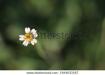 Tridax daisy on green and blurred background. Grass flower. Coatbuttons, Mexican daisy.