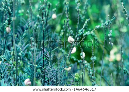 green plants in summer with snails Royalty-Free Stock Photo #1464646517