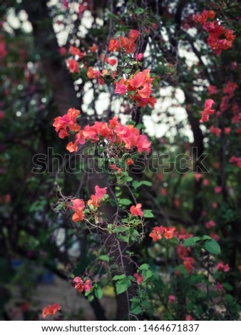 red color flower picture.A picture captured at India. green branches with red flowers.