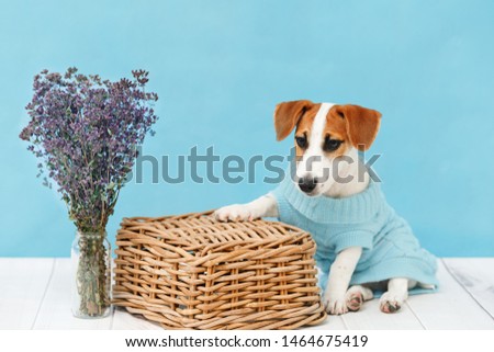 Jack Russell Terrier puppy sitting on the wooden floor on blue wall portrait.
