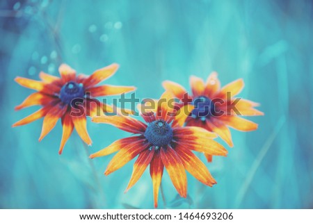 Vintage blossoming Rudbeckia hirta (Black-eyed Susan) flowers in the garden in summer. Nature background. 