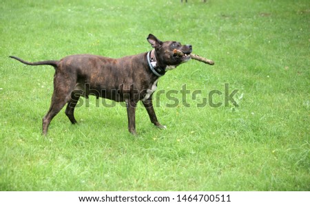 close up photography of a brown big dog carrying a stick,  at green grass, outdoors on a sunny day in POland, Europe, with space for text