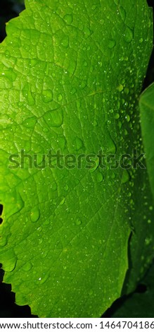Green leaf surface closeup vertically as a background or texture