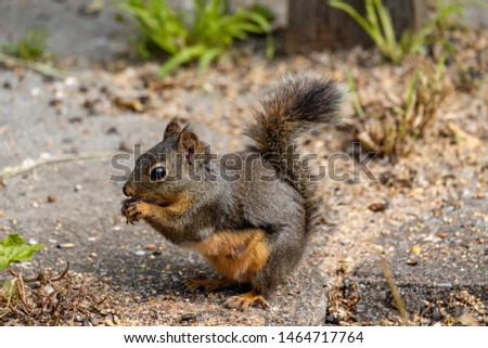 side portrait of a cute Douglas squirrel eating grains and nuts fell from the birds feeder inside park Royalty-Free Stock Photo #1464717764