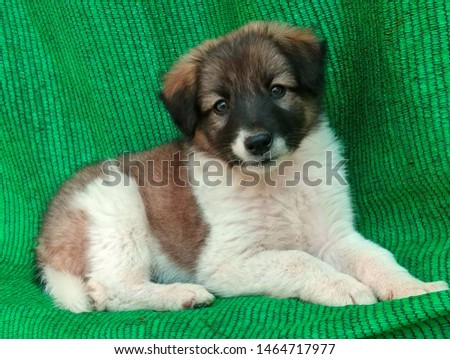 White and brown colour German shepherd puppy which is so fluffy and cute, is sitting on a green cotton bedsheet with green background and with its good health in a summer morning.